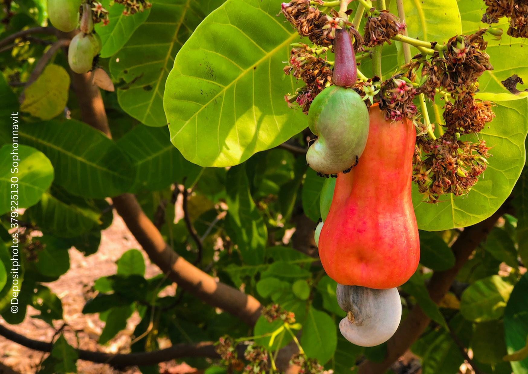 Cashewkerne wachsen aus einer Frucht