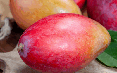 Mango – die Frucht der Götter